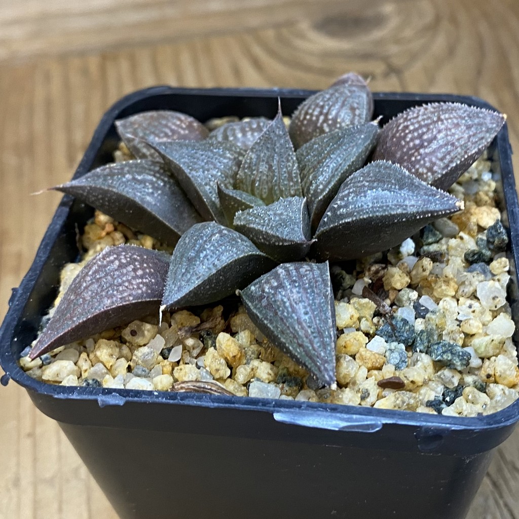 SH37156 Haworthia splendens hybrid - Image 2