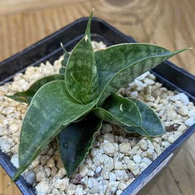 SH37157 Sansevieria 'Sindoro'