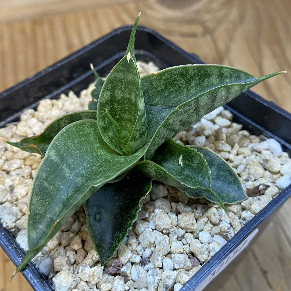 SH37157 Sansevieria 'Sindoro'
