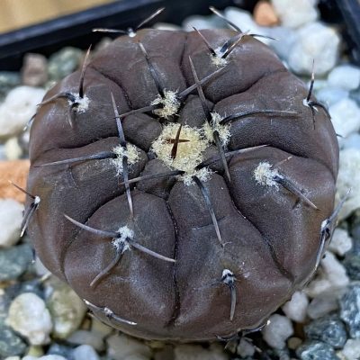 DP37184 Gymnocalycium esperanzae VG 1306