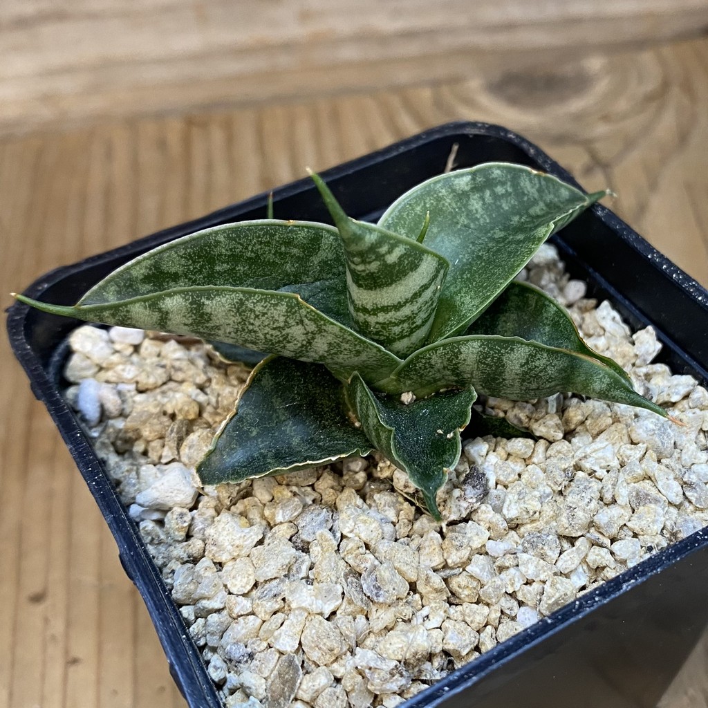 SH37157 Sansevieria 'Sindoro' - Image 2