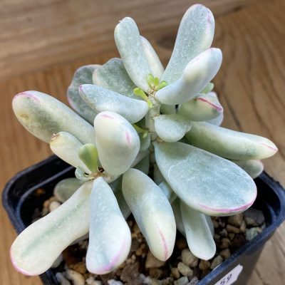 SH37159 Cotyledon orbiculata f. variegata