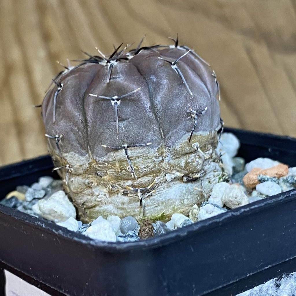 DP37184 Gymnocalycium esperanzae VG 1306 - Image 2
