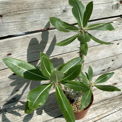 SH37161 Pachypodium horombense