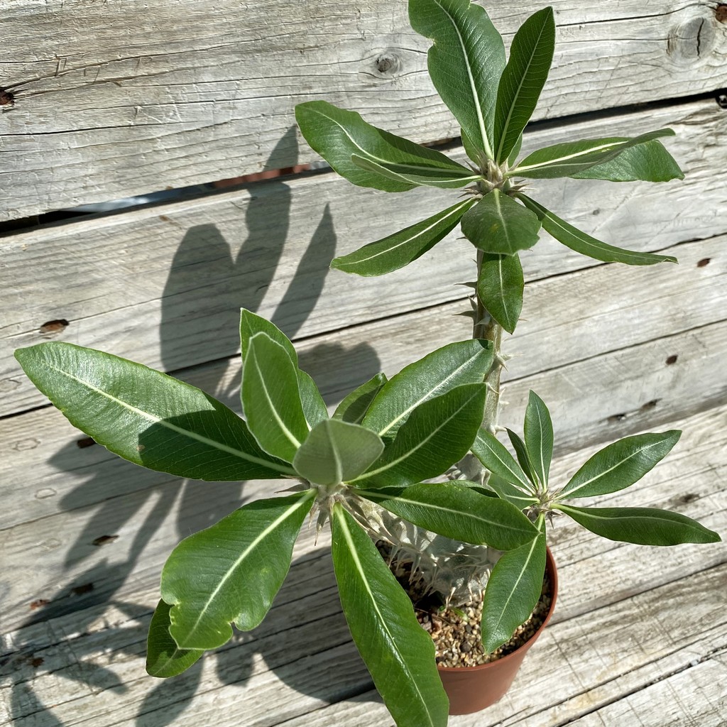 SH37161 Pachypodium horombense
