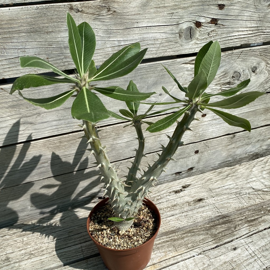 SH37161 Pachypodium horombense - Image 2