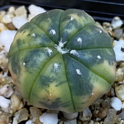 DP37162 Astrophytum asterias ‘Red Purple Skin’ f. variegata