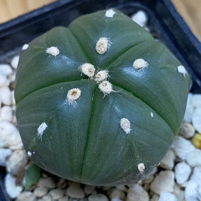DP37163 Astrophytum asterias 5-ribs