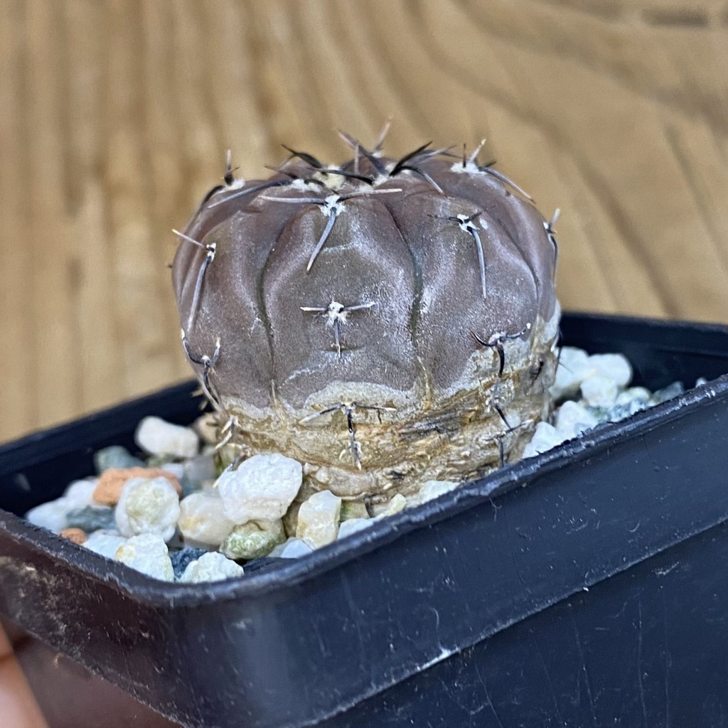 DP37184 Gymnocalycium esperanzae VG 1306 - Image 3