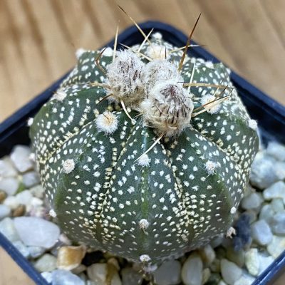 DP37164 Astrophytum asterias × capricorne