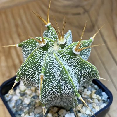 DP37165 Astrophytum ornatum