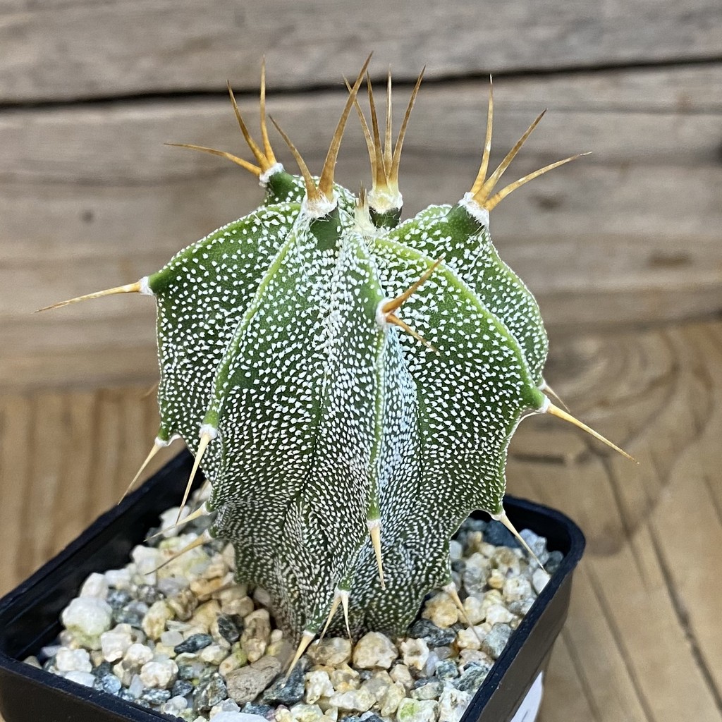DP37165 Astrophytum ornatum - Image 2
