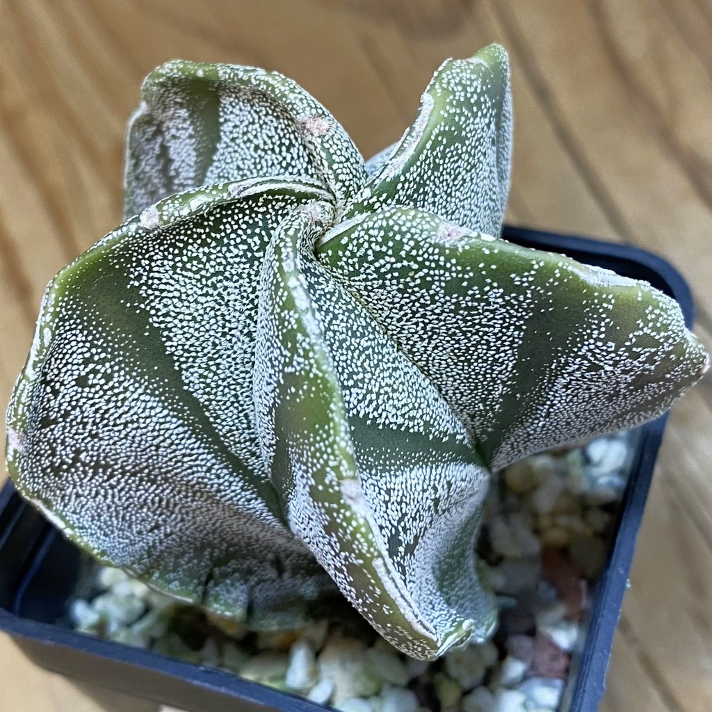 DP37166 Astrophytum myriostigma