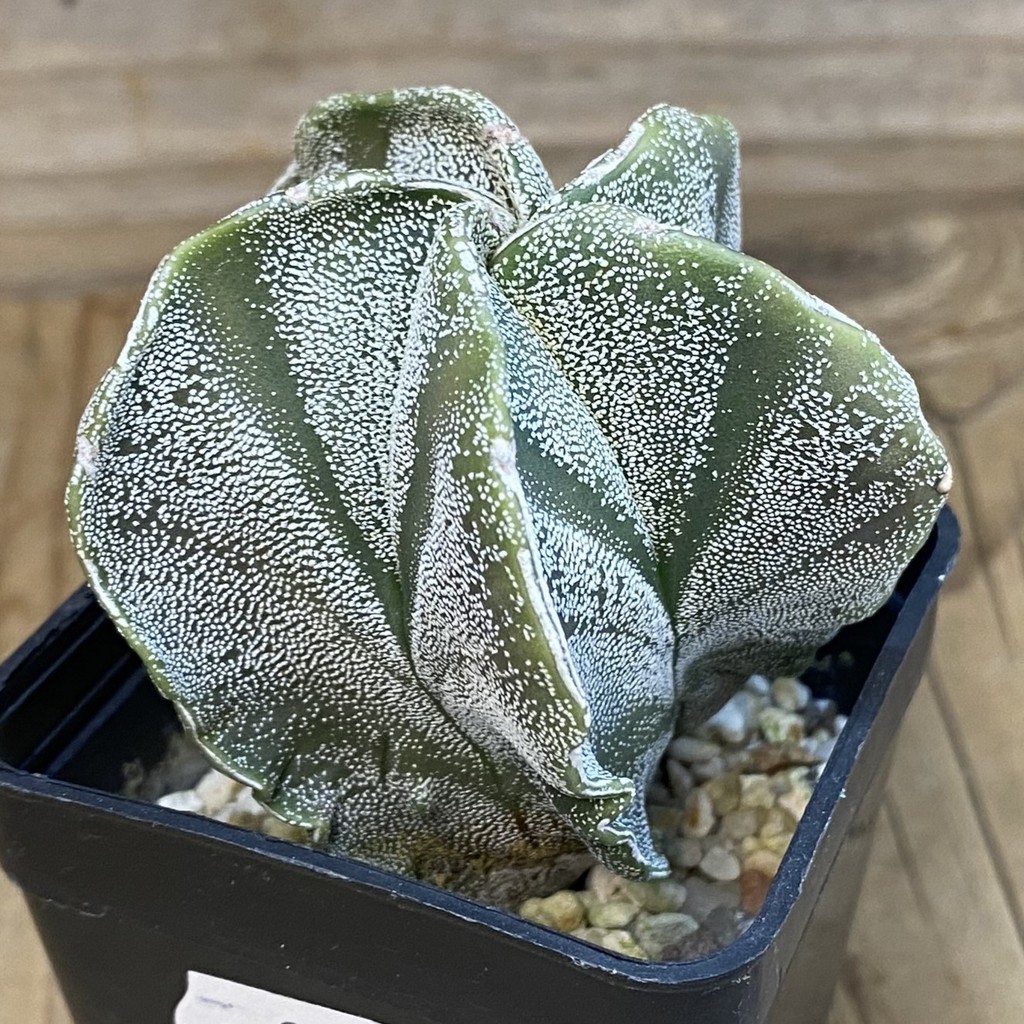 DP37166 Astrophytum myriostigma - Image 2