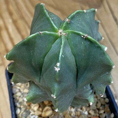 DP37168 Astrophytum myriostigma 'Kikko'