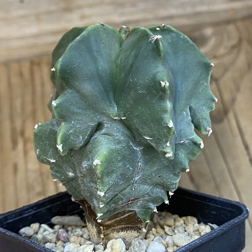 DP37168 Astrophytum myriostigma 'Kikko' - Image 2