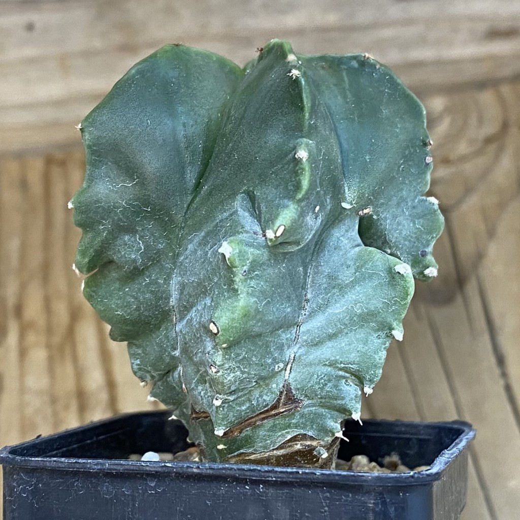DP37168 Astrophytum myriostigma 'Kikko' - Image 3