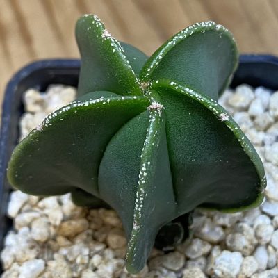 DP37169 Astrophytum myriostigma f. nudum
