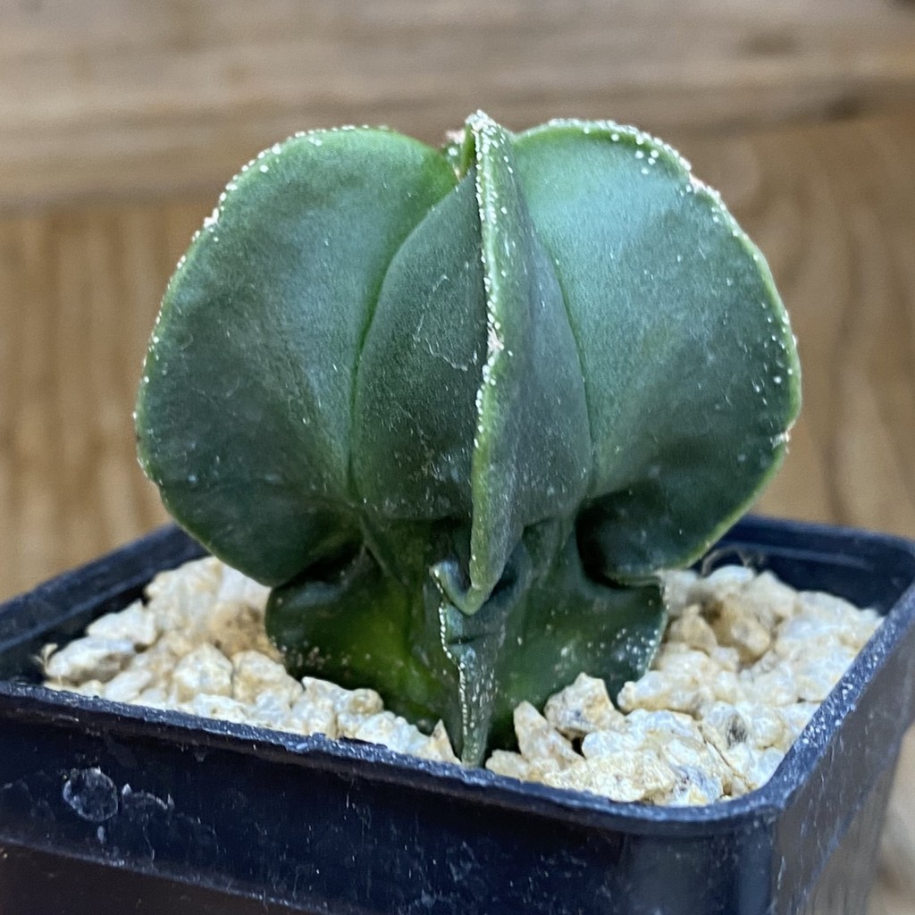 DP37169 Astrophytum myriostigma f. nudum - Image 2