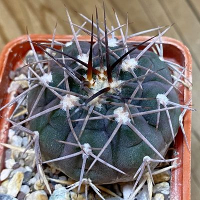 DP37185 Gymnocalycium mazanense v. ferox P 30A