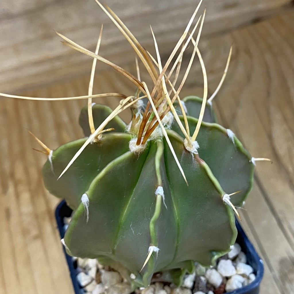 DP37171 Astrophytum senile v. aureum