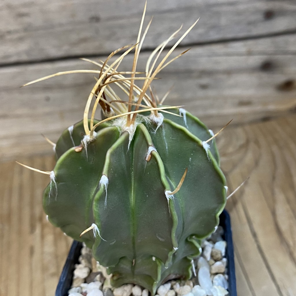 DP37171 Astrophytum senile v. aureum - Image 2