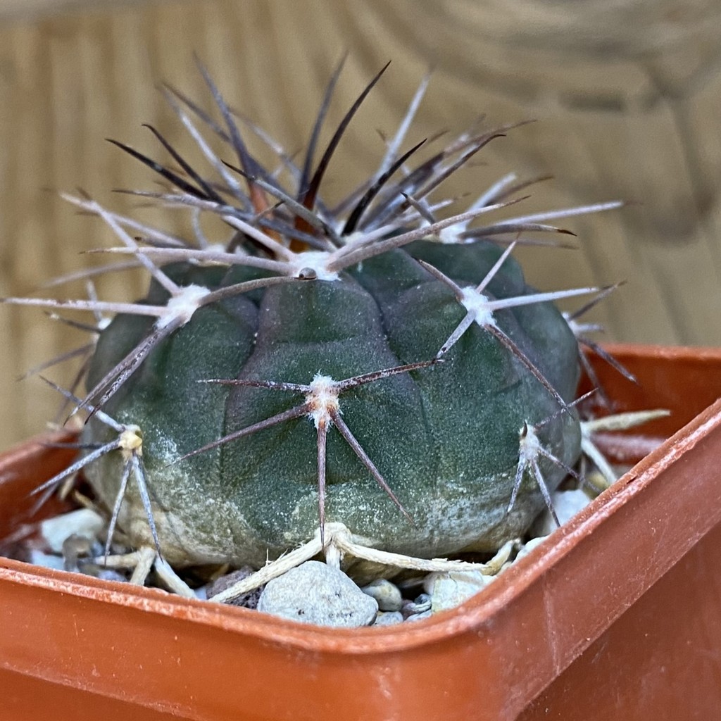 DP37185 Gymnocalycium mazanense v. ferox P 30A - Image 2