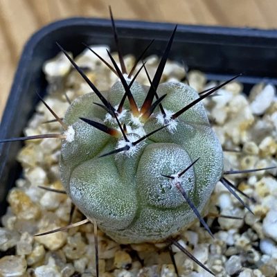 Copiapoa