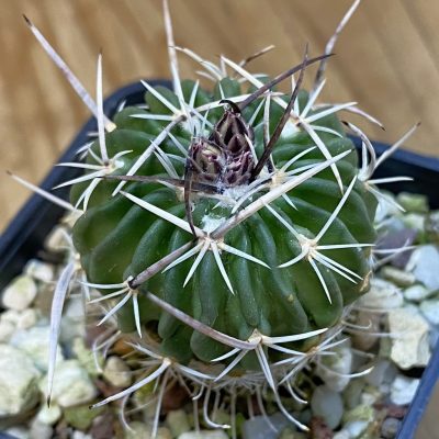 DP37174 Echinofossulocactus zacatecasensis