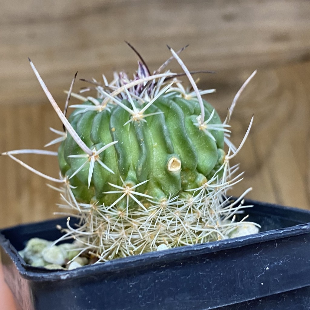 DP37174 Echinofossulocactus zacatecasensis - Image 2