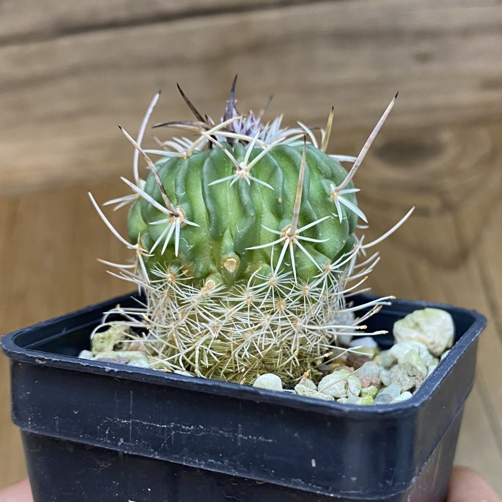 DP37174 Echinofossulocactus zacatecasensis - Image 3