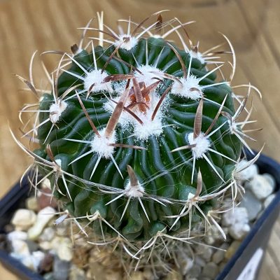 DP37175 Echinofossulocactus dichroacanthus