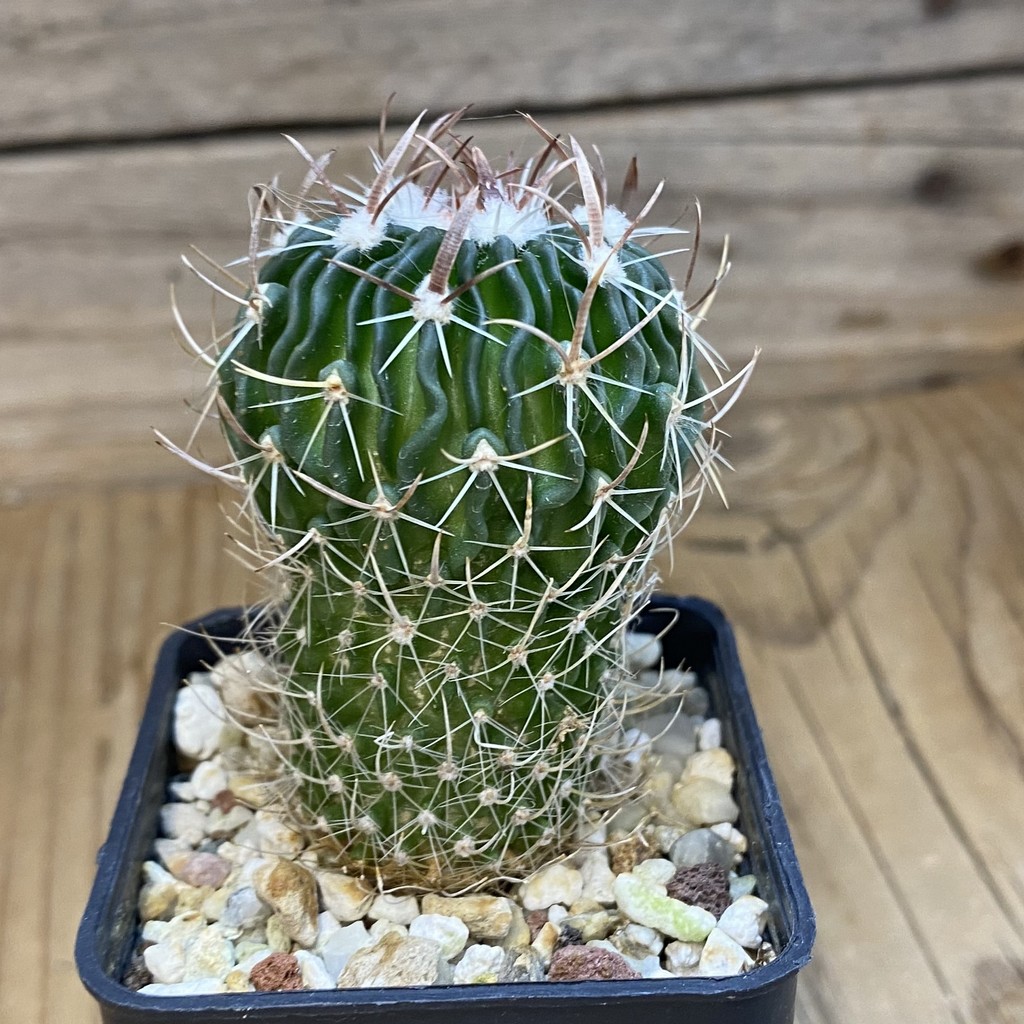 DP37175 Echinofossulocactus dichroacanthus - Image 2