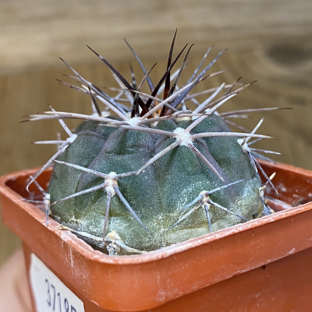 DP37185 Gymnocalycium mazanense v. ferox P 30A - Image 3