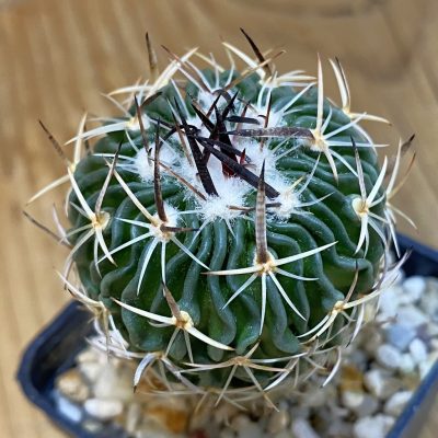 DP37176 Echinofossulocactus sp. CB 011075