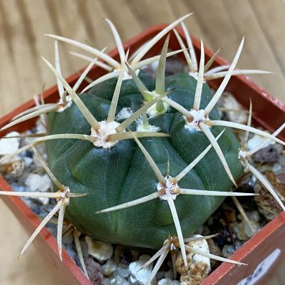 DP37186 Gymnocalycium monvillei