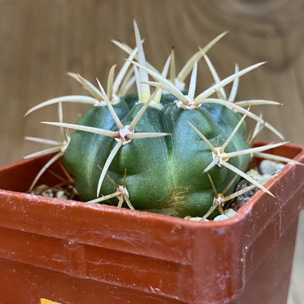 DP37186 Gymnocalycium monvillei - Image 2