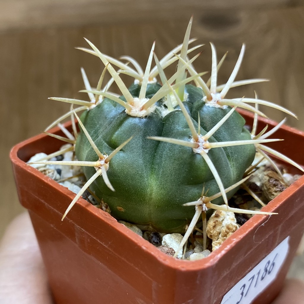 DP37186 Gymnocalycium monvillei - Image 3