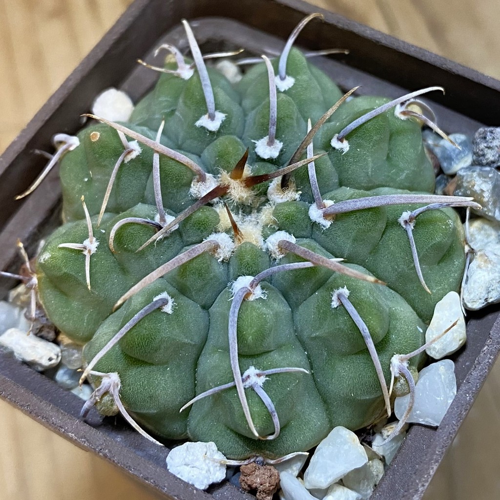 DP37187 Gymnocalycium vatteri