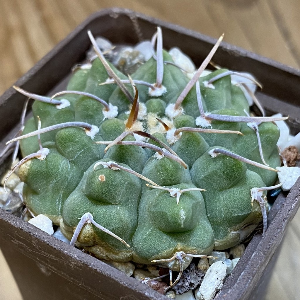 DP37187 Gymnocalycium vatteri - Image 2