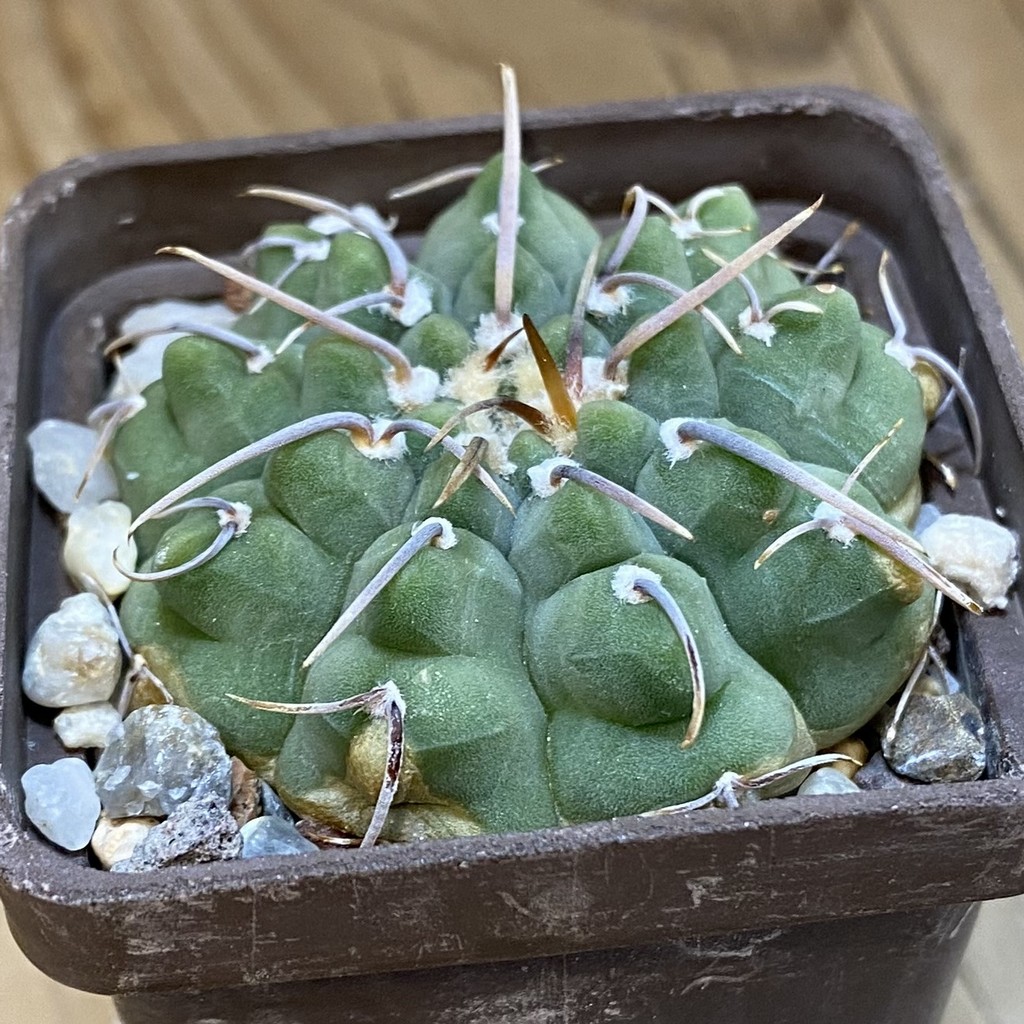 DP37187 Gymnocalycium vatteri - Image 3
