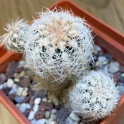 DP37192 Gymnocalycium bruchii v. albispinum