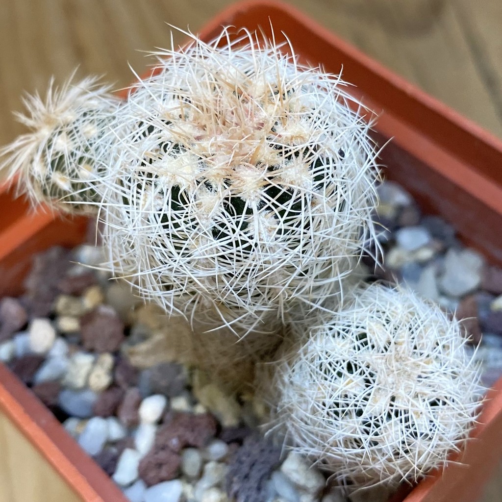 DP37192 Gymnocalycium bruchii v. albispinum