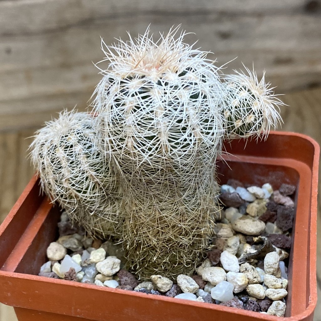 DP37192 Gymnocalycium bruchii v. albispinum - Image 2