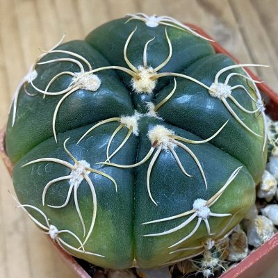 DP37194 Gymnocalycium denudatum