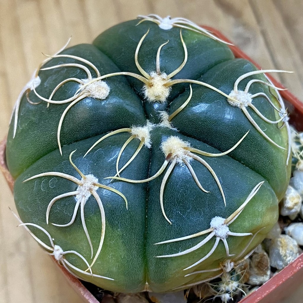 DP37194 Gymnocalycium denudatum