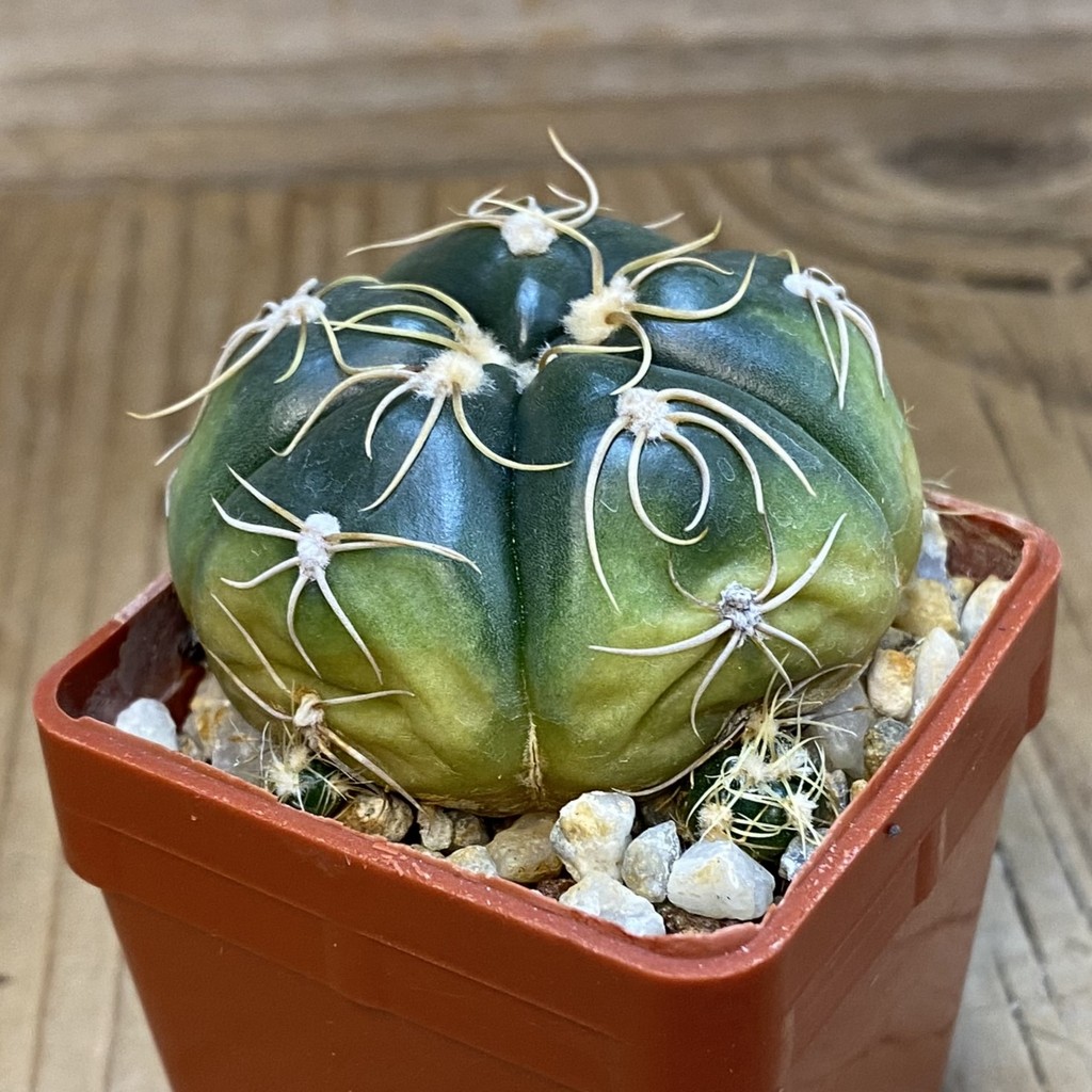 DP37194 Gymnocalycium denudatum - Image 3