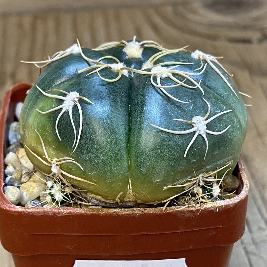 DP37194 Gymnocalycium denudatum - Image 2