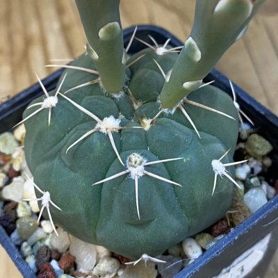 DP37195 Gymnocalycium capillaense v. mucidum