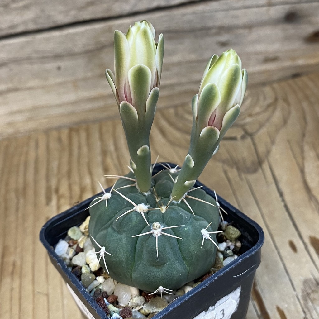 DP37195 Gymnocalycium capillaense v. mucidum - Image 2